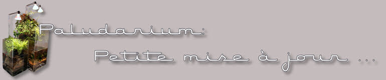 Titre: Paludarium : 3 mois plus tard...